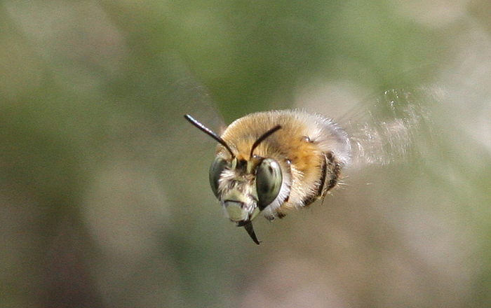 Abeja7