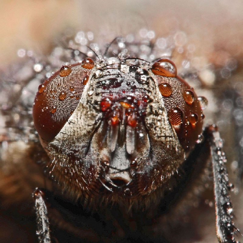 CABEZA_MOSCA_COLOR