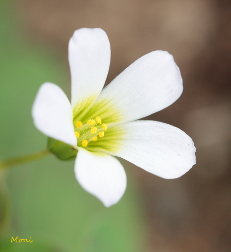 DPP_0451