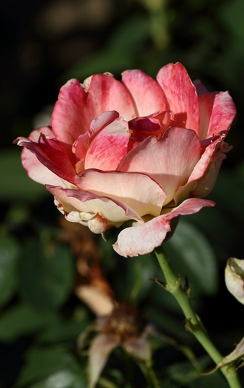 DPP_144_1024x768_1