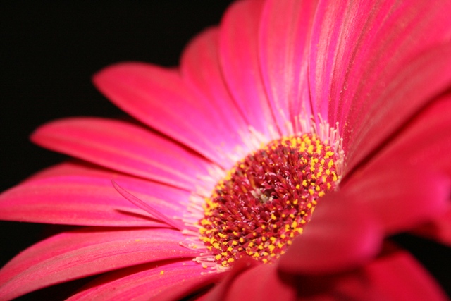 Flor71