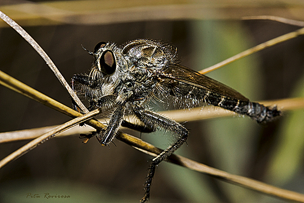 Mosca_asesina_web_copia