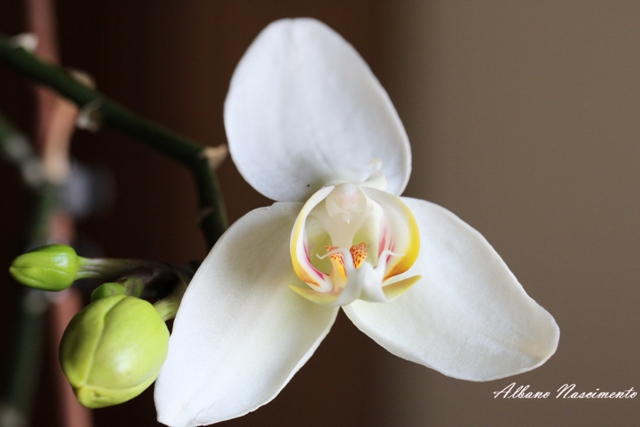 Orquideas_006