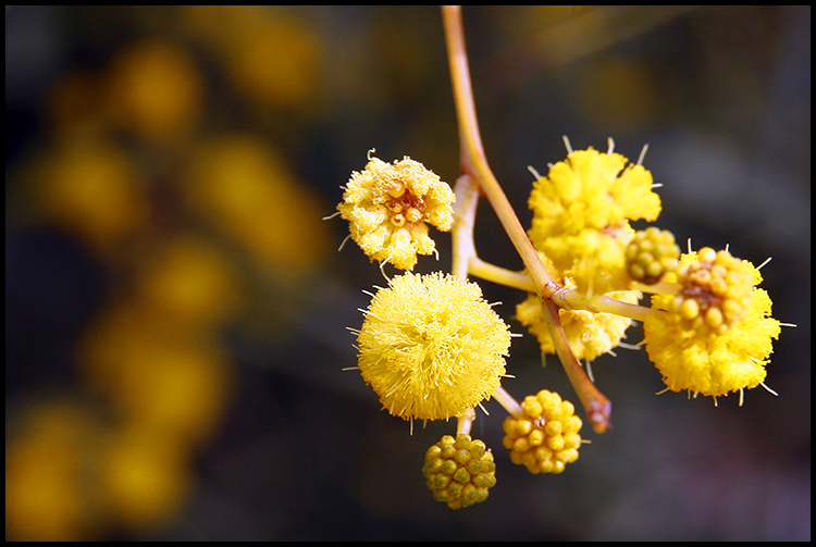 Yellow1