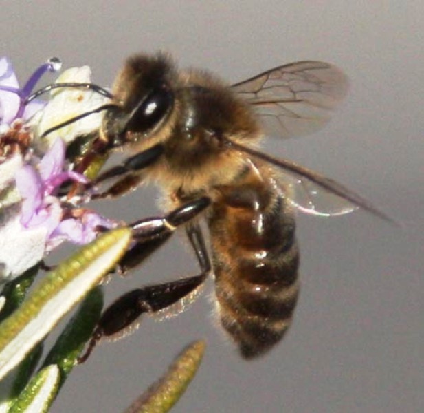 abeja_libando_nectar