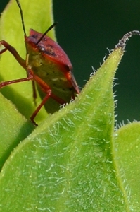 insecto1