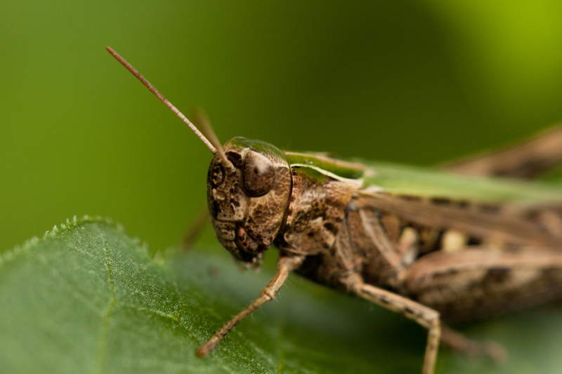macrosaltamontes