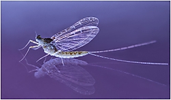 Cloeon dipterum Efémera. Cloeon_dipterum_Ef_mera_.jpg
