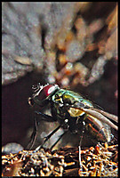 THE FLY FLY1.jpg