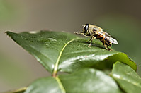 Darme caña!! Abeja preparandose... IMG_3280.jpg