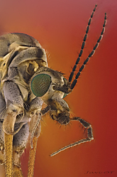 Tipula tipula-21.jpg