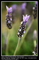 lavandula_dentata_III_.jpg