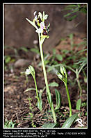 ophrys_tenthredinifera_II_.jpg