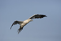Mascarell-068.jpg