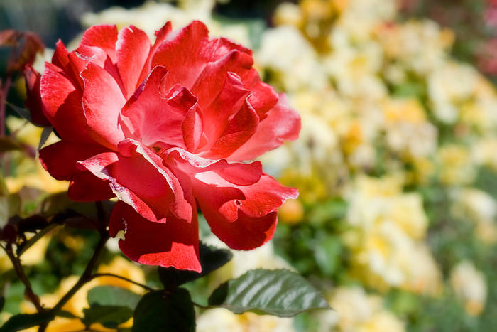 Rosa_roja_contra_rosas_amarillas