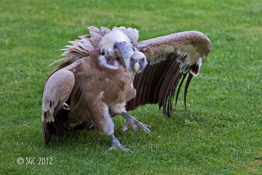 Gyps africanus - Buitre de espalda blanca - White-baked vulture