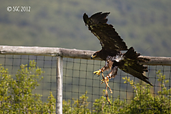 Aquila_nipalensis_volando.jpg