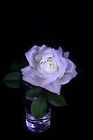 Flor_blanca_cartulina_negra_ej_391.jpg