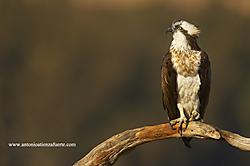 Aguila_Pescadora_MG_9962.jpg