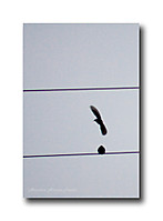frutosyo_12_g14.jpg
