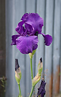 06062010-IMG_3936web.jpg