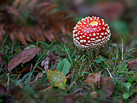 MG_21832.jpg