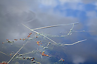 Barruecos-18.jpg
