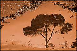 Lluvia-en-Kalahari.jpg