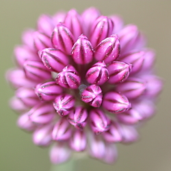 flor_allium_2.JPG