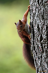 Ardilla-99341.JPG