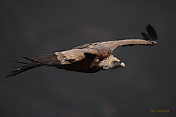 Buitre_Leonado-5187.JPG