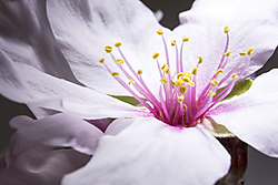 MacroFlorAlmendro.jpg