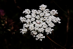 Saxifraga2.jpg