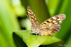 20130602_MariposasW-10.jpg