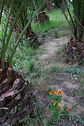 uno_enfocado_flores_1_.JPG