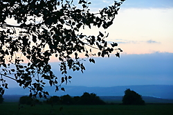 leaves1.JPG