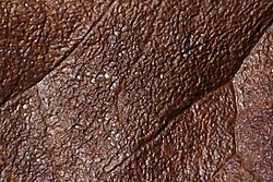 IMG_7803_5.JPG