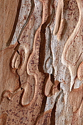 bosque-35.jpg