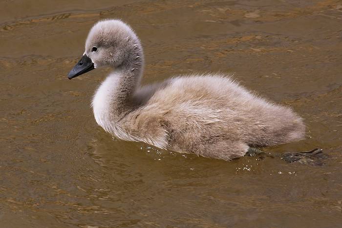 El Patito Feo