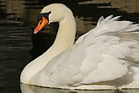 Cisne12.jpg