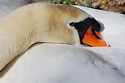 Cisne24.jpg