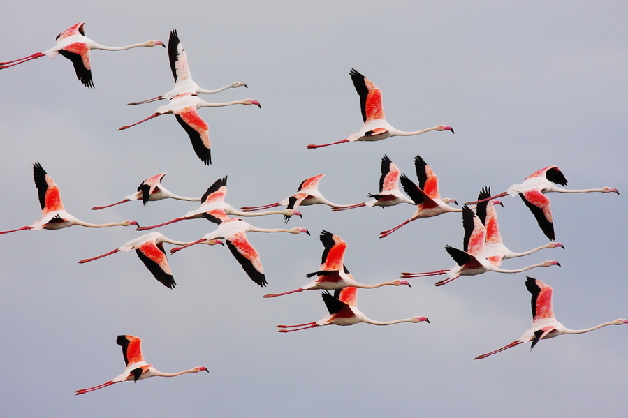 Phoenicopterus roseus