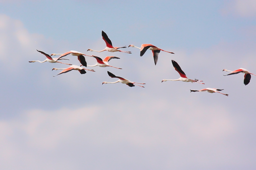 Phoenicopterus roseus