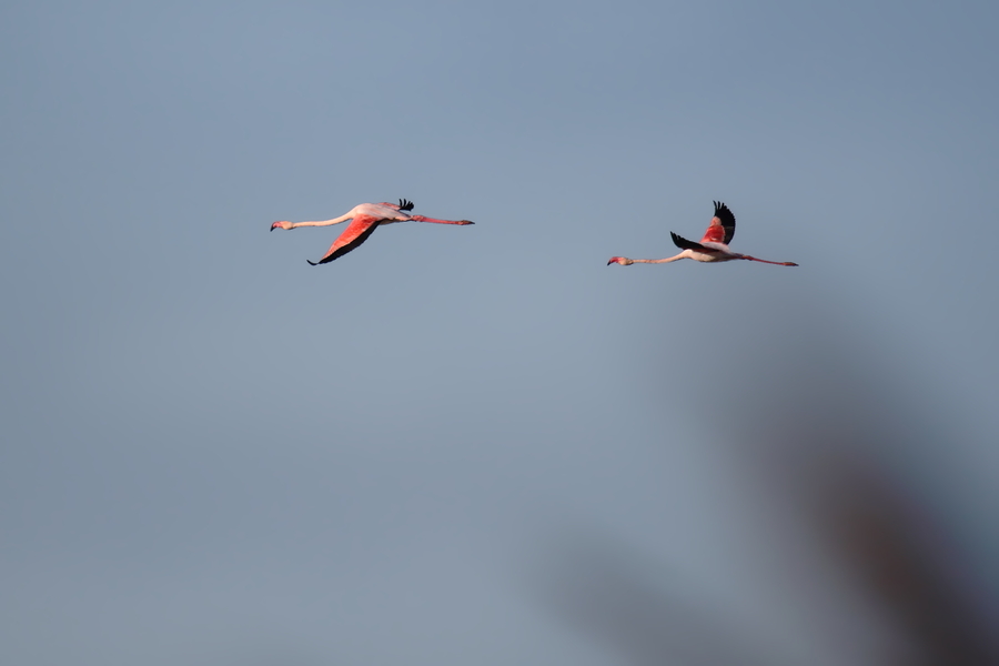 Flamencos