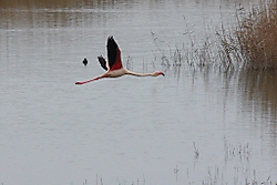 FlamencoVuelo.jpg