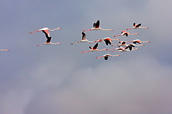 Flamencos100.JPG