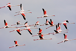 Flamencos112.JPG