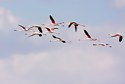 Flamencos120.JPG