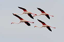 Flamencos78.jpg