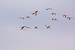 Flamencos85.JPG